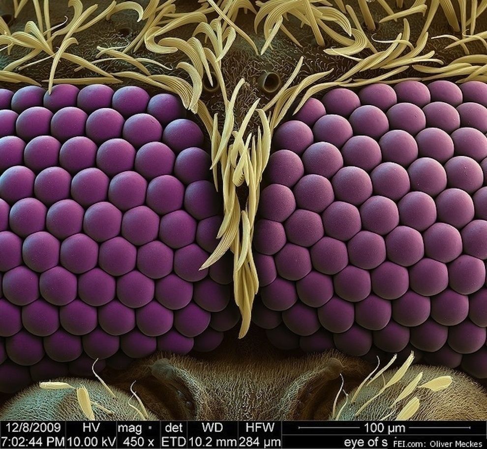 تصویری زیبا از چشم های پشه زیر میکروسکوپ