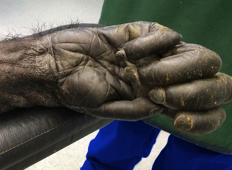 دست یک شامپانزه ۴۰ ساله از نمایی نزدیک