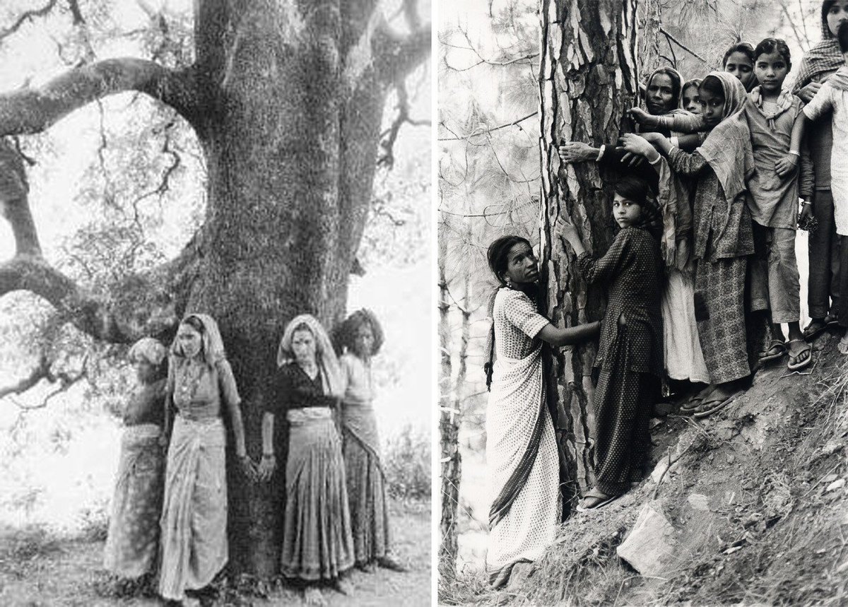 پیشینه رسم در آغوش کشیدن درختان