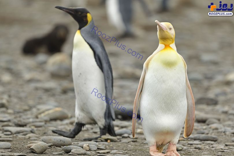 تنها ترین پنگوئن زرد دنیا+عکس