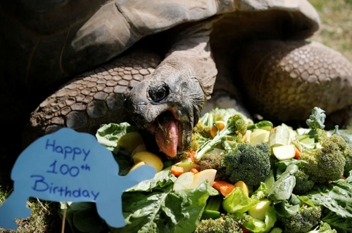 از تظاهرات روز جهانی کارگر تا جشن تولد لاک‌پشت 100 ساله