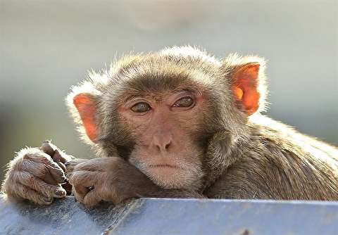 تلاش یک میمون برای کودک ربایی!