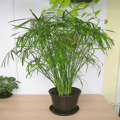 گیاهان آپارتمانی مناسب برای خانه‌های کم‌نور