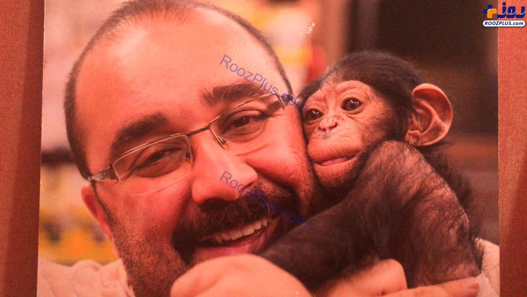 شامپانزه ۳ ساله دادگاهی شد +عکس
