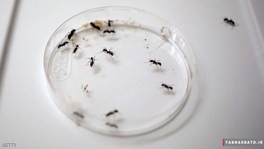 تبدیل شدن به مورچه، راه جدید رهایی از استرس قرنطینه