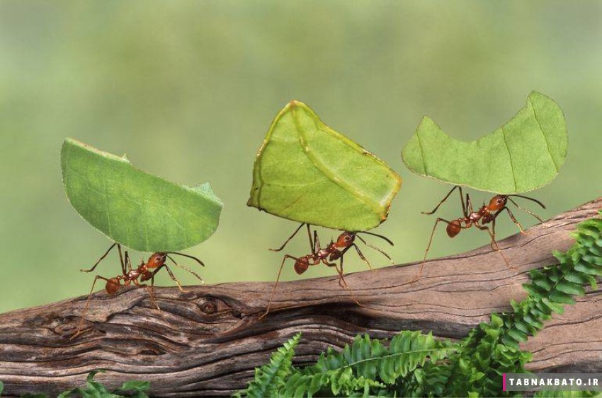 تبدیل شدن به مورچه، راه جدید رهایی از استرس قرنطینه