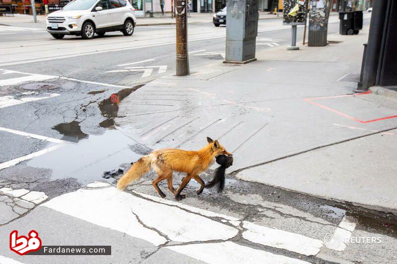 شکار عجیب روباه در خیابان +عکس