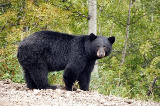 خرس سیاه آسیایی در ارتفاعات فاریاب مشاهده شد +عکس