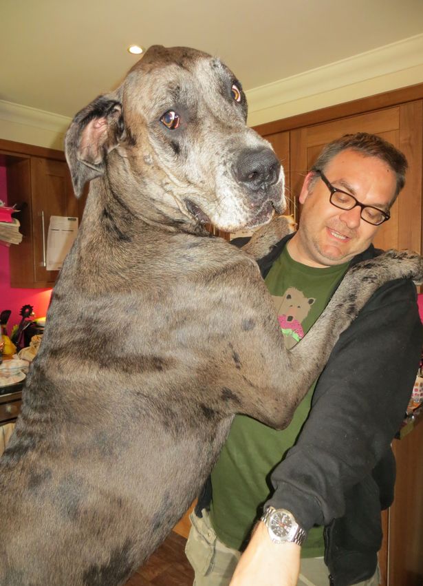 «فردی» بزرگ ترین سگ دنیا رکورد جدیدی زد + عکس