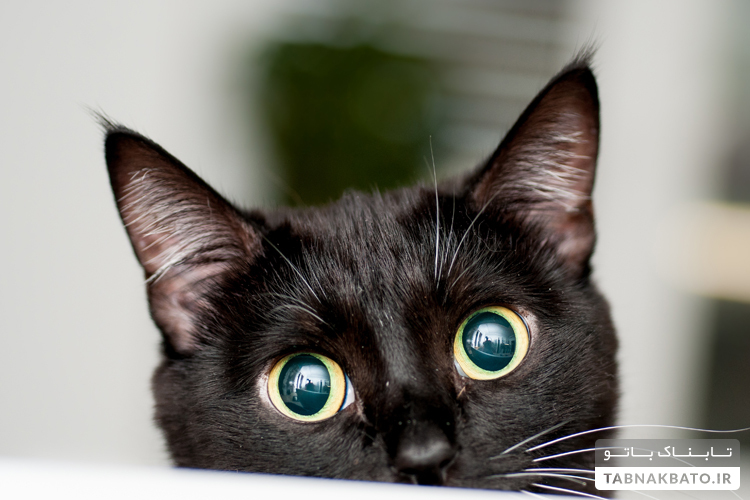 چرا نباید در چشمان گربه‌ها خیره بشویم؟
