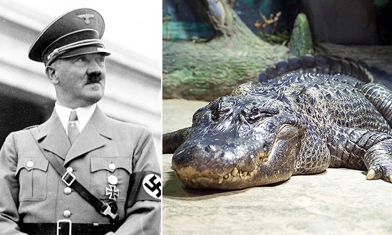 تمساح هیتلر در ۸۴سالگی از دنیا رفت+عکس