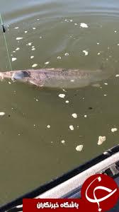 ماهی غول پیکری که کودک از دریاچه صید کرد