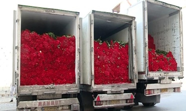 ماجرای یک میلیون گل رُزی که به عنوان مهریه پرداخت شد+عکس