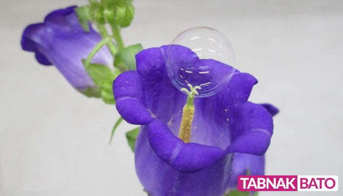 حباب صابون در ژاپن جایگزین زنبورها شد