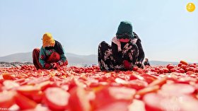 روش خشک کردن گوجه فرنگی در ترکیه