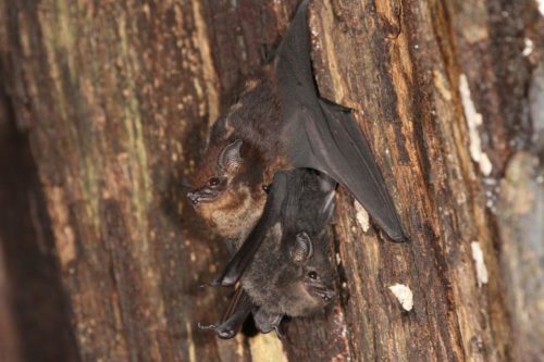 آیا خفاش‌ها با بچه‌های خود به گونه دیگری صحبت می‌کنند؟