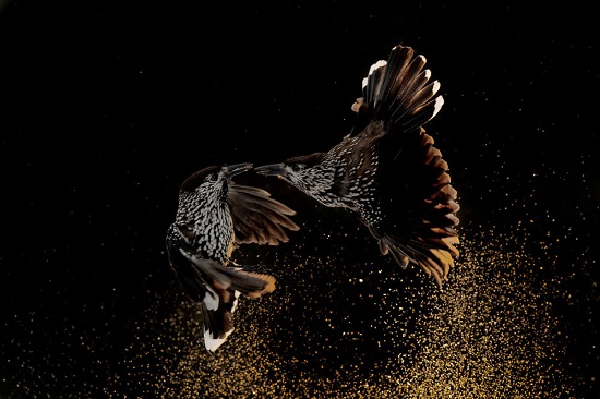 برندگان مسابقه عکاسی از پرندگان در سال ۲۰۲۰