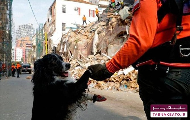 سگ امدادگر در خرابه‌های بیروت، نمادی از امید