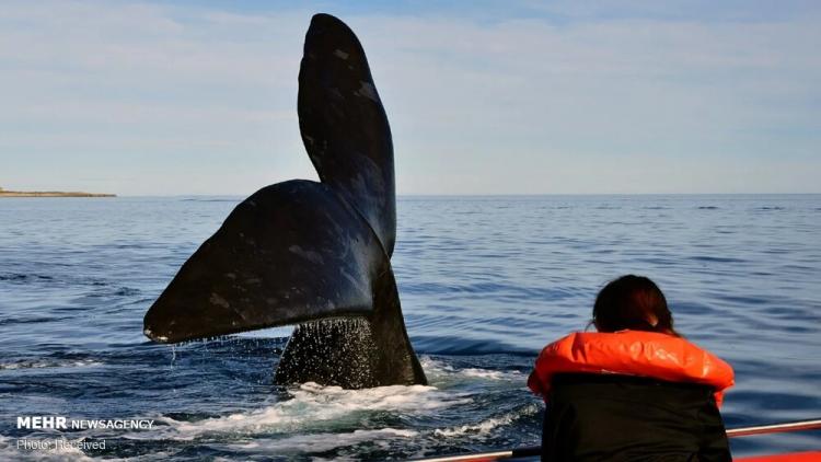گزارش تصویری دیدنی از نزدیک ترین فاصله با نهنگ