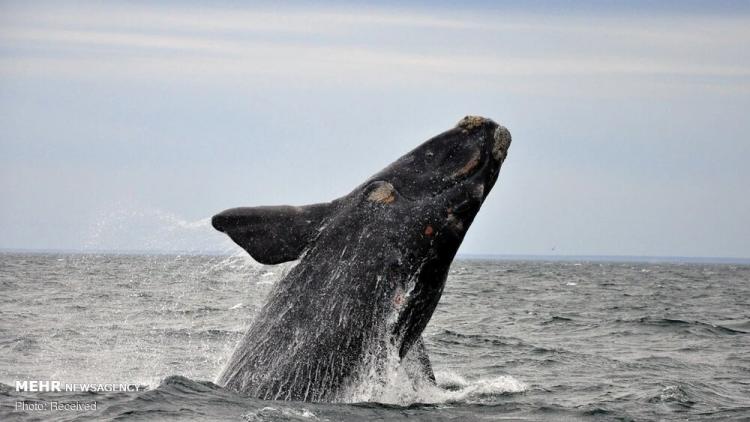 گزارش تصویری دیدنی از نزدیک ترین فاصله با نهنگ