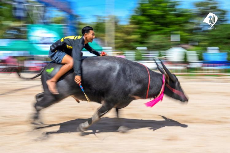 جشنواره گاومیش سواری در تایلند