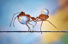 تصاویر باورنکردنی از مورچه‌ها و قطرات آب