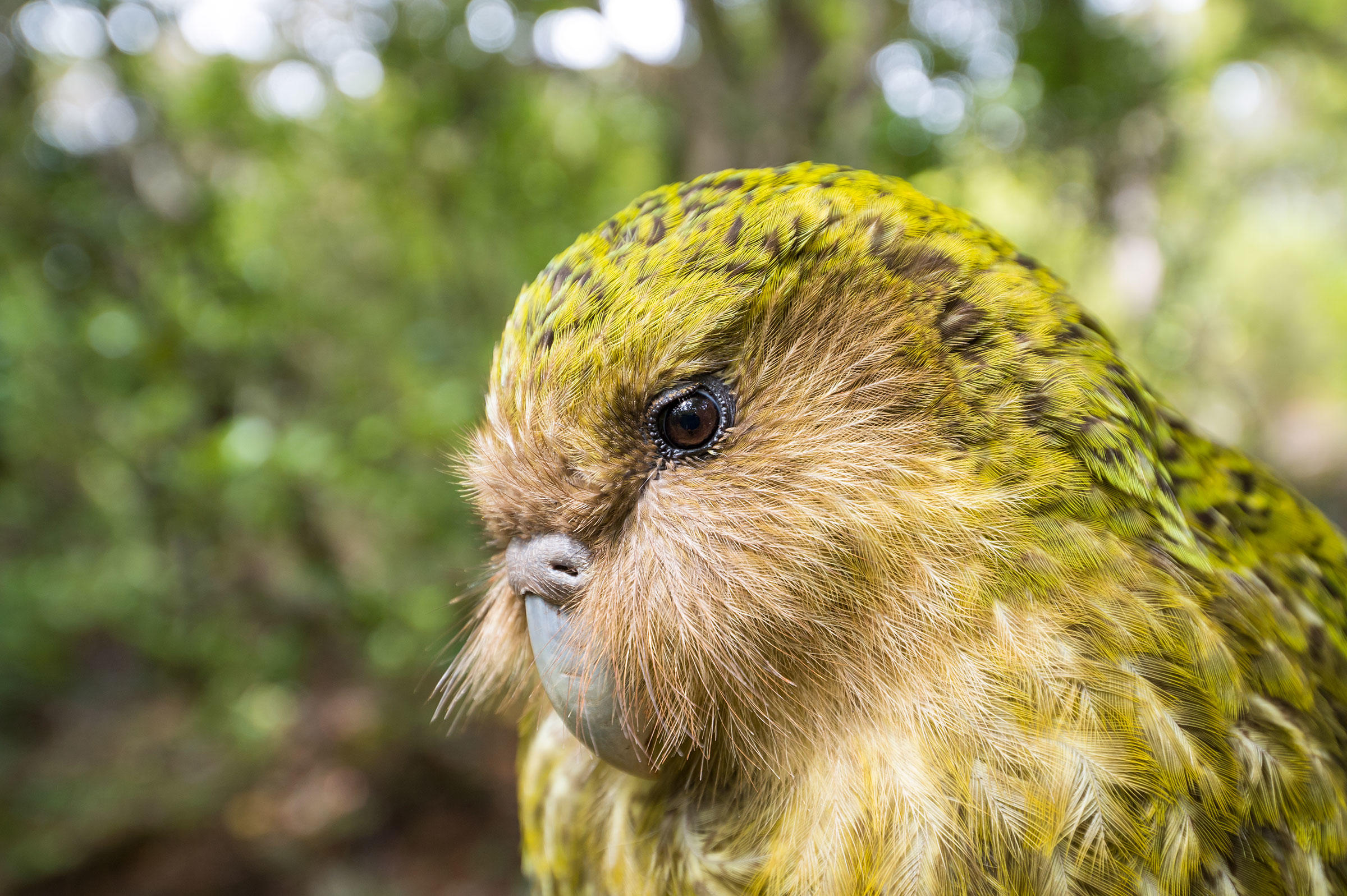 سنگین ترین طوطی جهان که پرنده سال ۲۰۲۰ نیوزیلند شد+ عکس