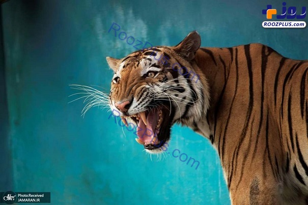 عکسی جالب از ببر بنگال در باغ وحش هاوانا کوبا