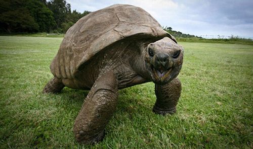لاک‌پشت ۱۸۸ساله؛ پیرترین حیوان روی خشکی