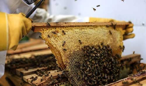 گرانی، جمعیت زنبور‌های عسل در ایران را کم کرد