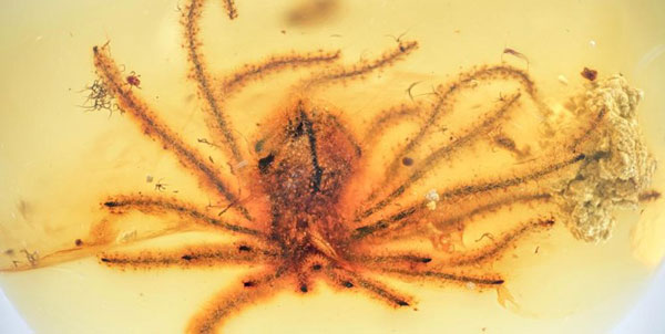 تصویری از کشف گل صد میلیون ساله