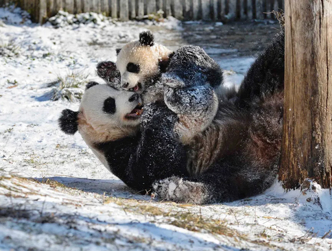 برف بازی توله پاندا و مادرش