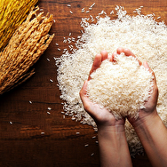 ساده‌ترین راه‌ برای جلوگیری از حشره زدن برنج