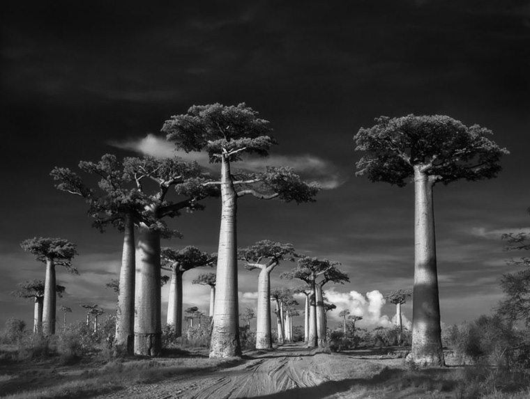 کهن‌ترین درختان جهان