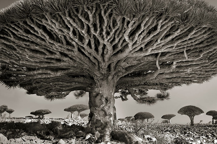 کهن‌ترین درختان جهان
