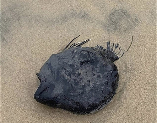 یک ماهی عجیب در ساحل کالیفرنیا پیدا شد