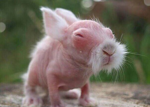 تصویری عجیب از خرگوش نوزاد