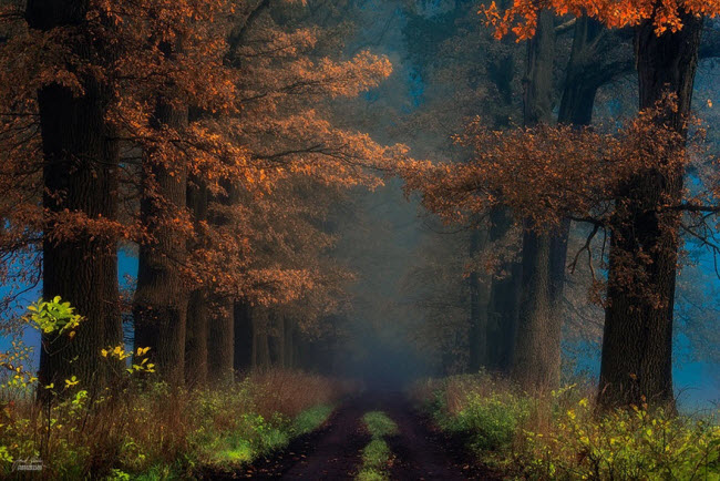 عکاس اهل چک، روایتگر رؤیایی‌ترین پاییزها
