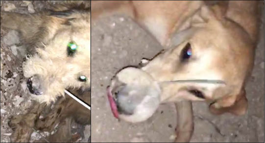 قتل عام تلخ سگ‌ها با دهان بسته+عکس