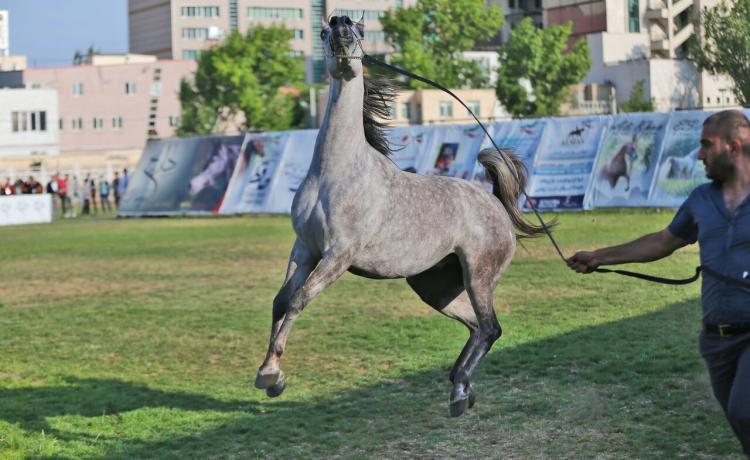 جشنواره ملی زیبایی اسب اصیل عرب