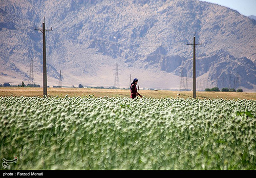 مزرعه پیاز بذری برای اولین‌بار در کرمانشاه