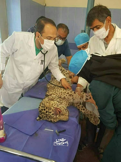 ضرب و جرح فجیع یک توله پلنگ ایرانی