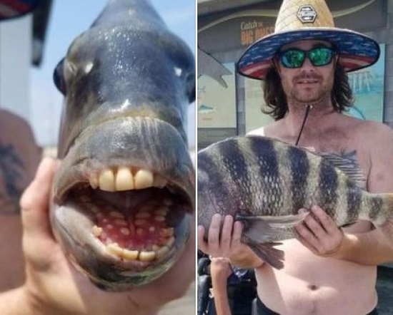 ماهی کمیاب با دندان‌هایی شبیه انسان