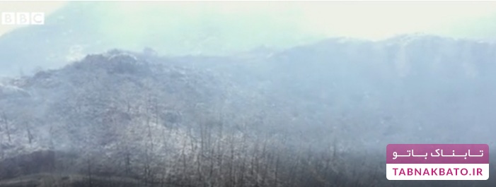 نابودی تولید عسل صنوبر بعد از آتش‌سوزی ترکیه