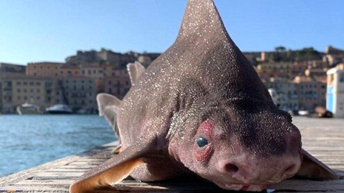 صید یک ماهی عجیب و غریب تعجب همه را برانگیخت+عکس