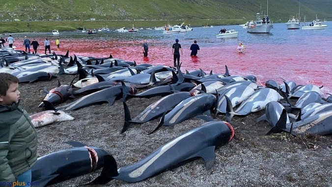 قتل‌عام بی‌رحمانه دلفین‌ها در جزایر فارو