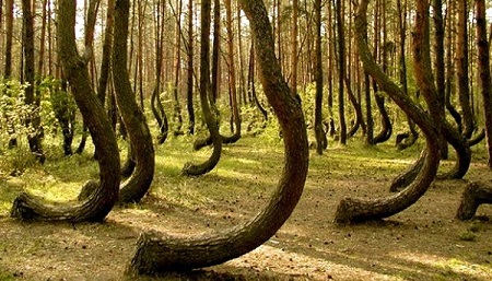 جنگل هویا مخوف ترین و ترسناک ترین جنگل در کشور رومانی