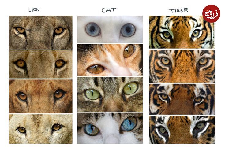 چرا چشم‌های شیر شبیه چشم‌های گربه‌ نیستند؟ (فرادید)