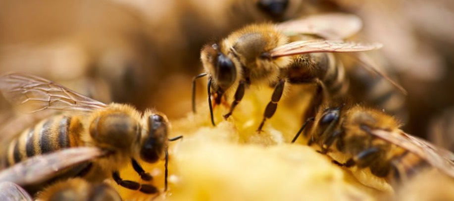 اولین واکسن برای زنبورهای عسل در آمریکا تایید شد – آیا این واکسن از بحران جهانی گرده‌افشانی خواهد کاست؟