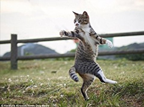 گربه کاراته باز چهار سگ را فراری داد!